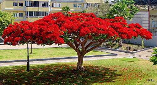 Flammenbaum, SELTENE rote PRACHTBLÜTE, exotische Pflanze, 5 Samen, SUPER !!