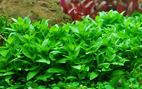 Tropica Aquarium Pflanze Staurogyne repens Nr.049G TC in Vitro 1-2 Grow Wasserpflanzen Aquariumpflanzen