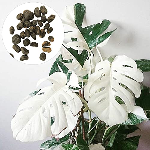 Monstera-Samen, 30 Samen, schnell wachsend, voller Vitalität, trockenheitstolerant, hohe Überlebensrate, gut angepasst, einfache Keimung, Gartenarbeit, Monstera Deliciosa-Samen im Freien Saatgut