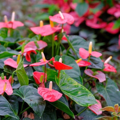 150 pcs Anthurium clarinervium samen - pflanzensamen，fensterbank deko flamingoblume, luftreinigende pflanzen，schnittblumen samen gewächshaus balkon，langer Blütezeit für eine deko garten，schnell