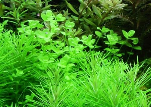 AquaOne Aquarium Pflanze Micranthemum umbrosum I Vordergrund Wasserpflanze Aquariumpflanze Stängelpflanze voll durchwurzelt Aquascaping Dekoration