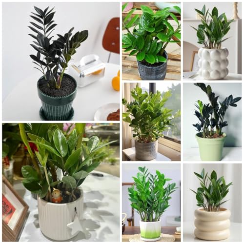 80 Pcs Glücksfeder Kaufen Samen - Schnellwachsende Sträucher Als Sichtschutz Glücksfeder Samen, Exotische Pflanzen Samen, Bonzai Baum Herbstpflanzen Winterhart Minigarten, Schattenpflanzen