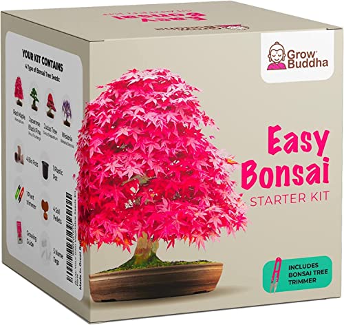 Züchte dein eigenes Bonsai - Züchte einfach 4 Arten von Bonsai-Bäumen mit unserem kompletten, anfängerfreundlichen Starter-Samen-Set - Geschenk set, Einzigartige Geschenkidee