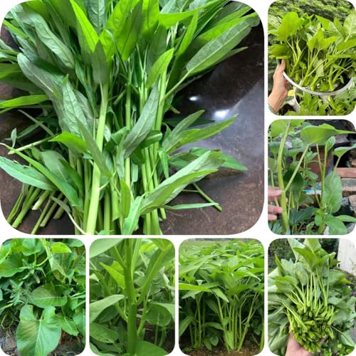 500 pcs Wasserspinat Samen - stauden winterhart mehrjährig Ipomoea aquatica - terraplanter alte sorten saatgut, samen gemüse exotisch balkonpflanzen bio aussaat samen gemüse pflanzensamen