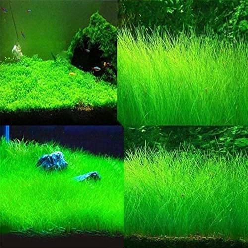 Haloppe 600 Stück Wassergras Blumen Pflanzensamen für Hausgarten Pflanzen, Aquatics Wassergras Pflanzensamen Aquarium Aquarium Landschaft Dekoration Samen von Wassergras