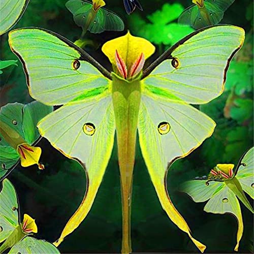 Haloppe 100 Stück Phalaenopsis-Orchideen-Blumen-Pflanzen-Samen für die Bepflanzung des Hausgartens, seltene Phalaenopsis-Orchideen-Blumen-Pflanzensamen-Hausgarten-Bonsai-Dekoration Orchideensamen