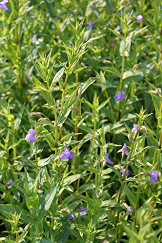 Wasserpflanzen Wolff - Mimulus ringens - Gauklerblume, violett