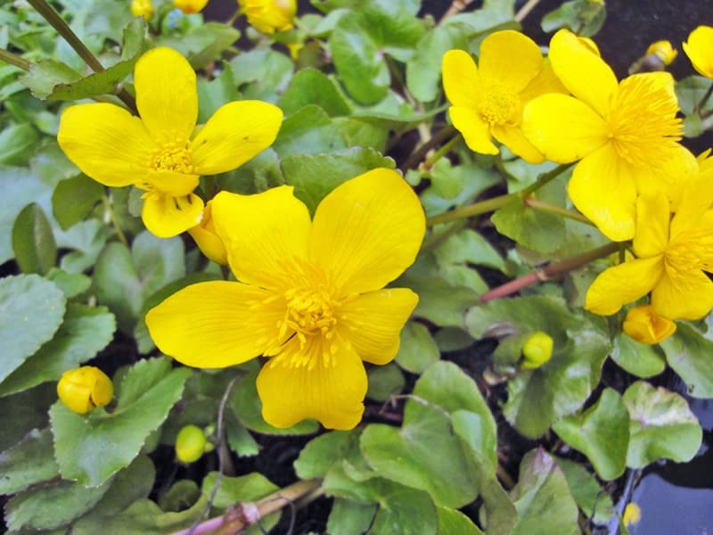 Sumpfdotterblume | Caltha palustris| Wasserpflanze | Teichpflanze | winterhart | echte europäische Sumpfdotterblume | blüht zweimal im Jahr | Mini Teich geeignet