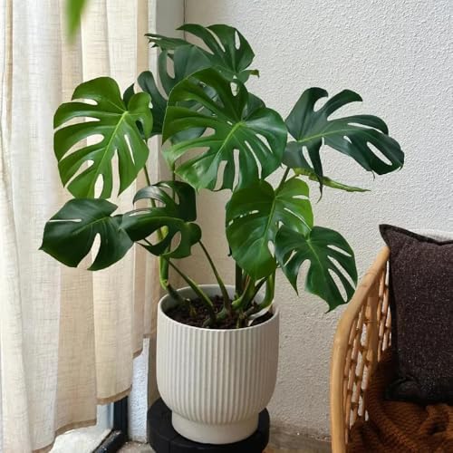 100 pcs Monstera Variegata Samen grünpflanzen zimmerpflanzen Monstera Deliciosa Samen exotische pflanzen samen geschenke für gartenfreunde alte sorten winterharte pflanzen für balkon