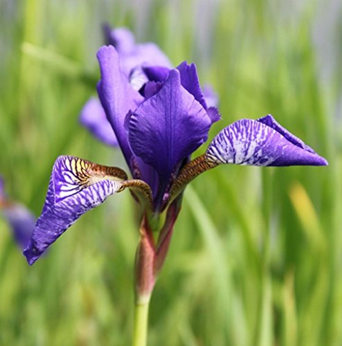 4er-Set im Gratis-Pflanzkorb - Iris versicolor - Amerikanische Sumpfiris - Sumpfschwertlilie, blau - Wasserpflanzen Wolff