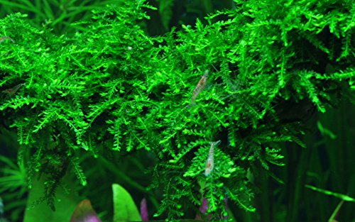 Tropica Aquarium Pflanze Moos Vesicularia ferriei 'Weeping Nr.003B TC in Vitro 1-2 Grow Wasserpflanzen Aquarium Aquariumpflanzen