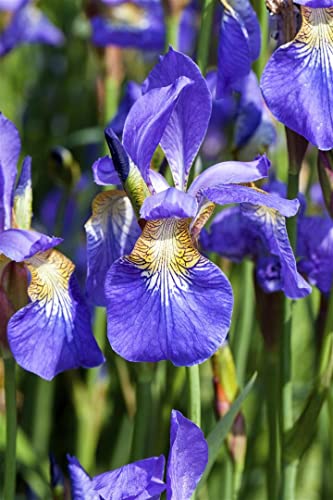 Iris sibirica P 0,5 Wiesen-Schwertlilie,winterhart, deutsche Baumschulqualität, im Topf für optimales anwachsen