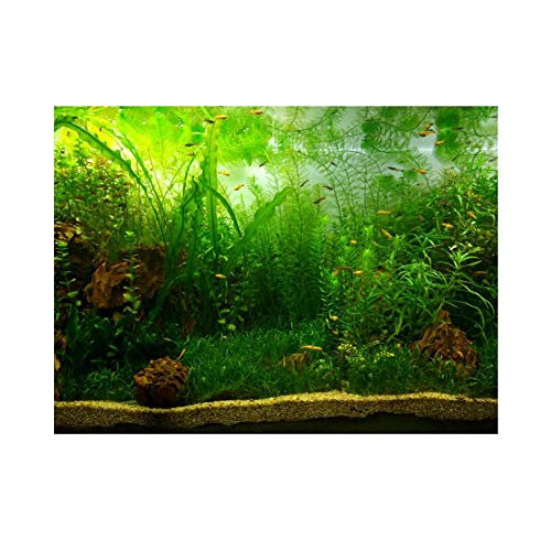 Fdit Hintergrund für Aquarium, PVC Selbstklebend Grünes Wassergras Aquarium Hintergrund Poster Aquarium PVC Klebstoff Grün Wasser Gras Dekoration Aquatic Style Like Real 61 * 41cm