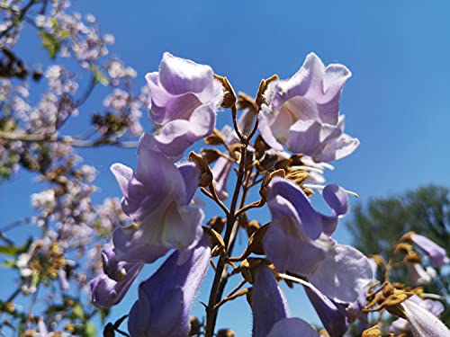 250 Samen vom Blauglockenbaum, Kiribaum Samen lat. Paulownia tomentosa, Blau Glocken Baum Saatgut, als Bonsai Baum geeignet