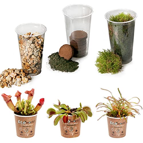 Terrarium Planten Set - 3 Fleischfressende Pflanzen