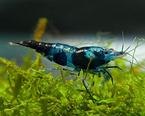 Garnelen Einsteigergarnelen Neocaridina davidi - lebend Zwerggarnelen für das Aquarium - 5er Pack, Farbe schwarz/blau