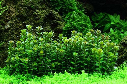 Tropica Aquarium Pflanze Rotala 'Bonsai Nr.033E TC in Vitro 1-2 Grow Wasserpflanzen Aquariumpflanzen