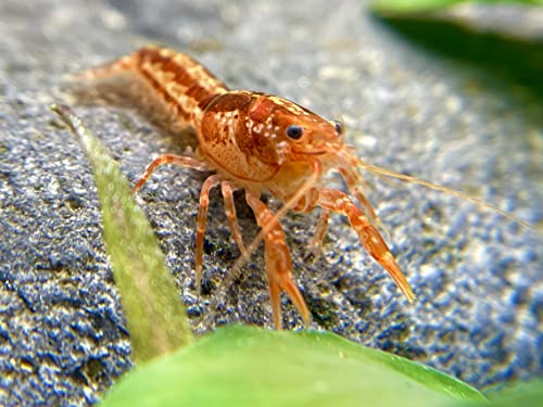 2X Oranger Zwergflusskrebs - CPO - Cambarellus patzcuarensis orange - Zwergkrebs Pärchen