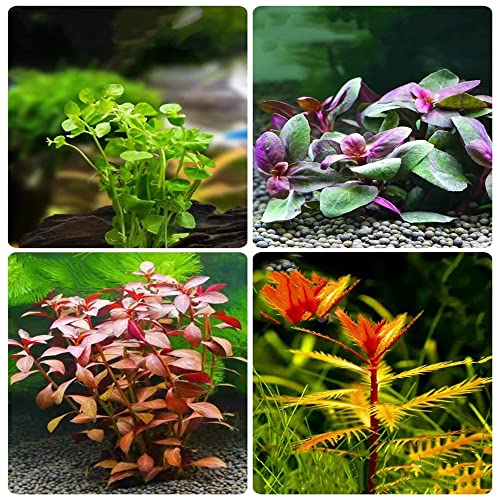 Aquarium Pflanzen Samen Gras Bodendecker Aquariumpflanzen Wasserpflanzen Mix Seltene Pflanzenserie - Dekoration Geschenk FüR Pflanzenliebhaber Gartenpflanzen Balkon Deko Pflanze Saatgut 400Stück