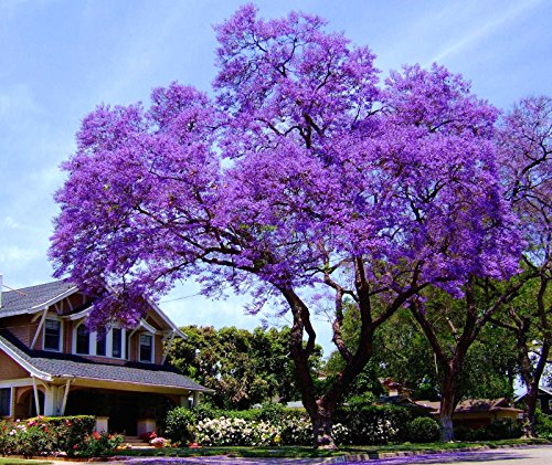 11.11 Großer Verkauf! 50 / bag schnell wachsenden lila Paulownia Samen seltener Baumsamen für zu Hause pflanzen Dekoration