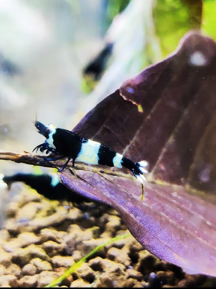 Garnelenglück - Garnelen in diversen Farben und Muster - 5 Stück (Panda/King Kong - Caridina- schwarz/weiß)