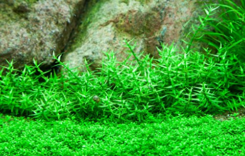 Tropica 1-2-GROW! Klebriges Gnadenkraut/Gratiola viscidula