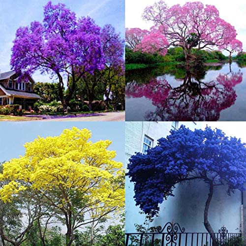 Cioler Blauglockenbaum Samen Paulownia Samen mit betörend duftenden Blüten Blumensamen mehrjährig winterhart