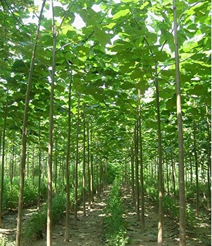 New Paulownia elongata Samen New Waldbaumsamen, 200seeds / pack schnell wachsenden Baum im Freien Anlage für Hausgarten