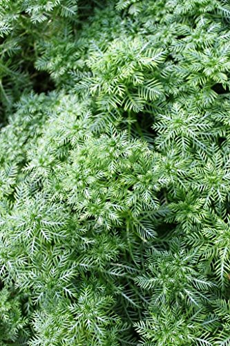 4er-Set im Gratis-Pflanzkorb - Klärpflanze! - Hottonia palustris - Wasserfeder - Wasserprimel, weiß-rosa - Wasserpflanzen Wolff
