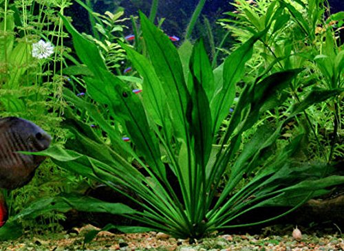 Amazonas-Schwertpflanze/Echinodorus Amazonicus x 3 Pflanzen - Aquarium Pflanze