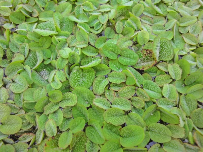 H2O-Pflanze 6 x Schwimmfarn | Büschelfarn Salvina natans schwebende Wasserpflanzen Teichpflanze Schwimmpflanze dekorativ natürlich gegen Algen
