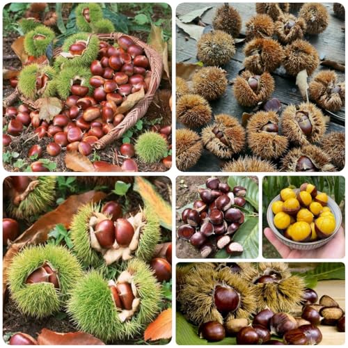 esskastanien baum samen, esskastanienbaum maronenbaum winterhart samen, winterharte kübelpflanzen Kastanien Chestnut Saatgut, gartenpflanzen winterhart mehrjährig balkonpflanzen, 10pcs