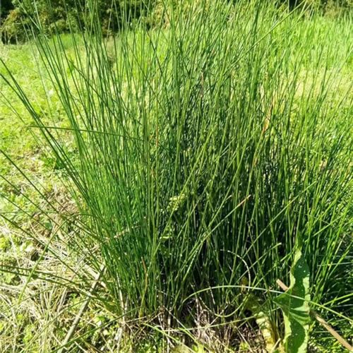 30 pcs Korkenzieherbinse samen, gartengeschenke, küchenkräuter topf Flatterbinse - Juncus effusus - kräuter pflanzen, seed heilkräuter, plants kräuterbeet indoor, bio samen kräutergarten,