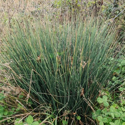 300 pcs Korkenzieherbinse samen, kräutergarten, hochbeet Flatterbinse - Juncus effusus - kräutersamen, garten kräuter pflanzen, seed samen zimmerpflanzen, alte sorten wildkräuter samen,