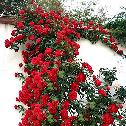 TOYHEART 100 Stück Premium Blumensamen, Kletternde Rosensamen Schnell Wachsende Bunte Pflanzen Gartenpflanzen Samen Für Den Hof rot Rosensamen