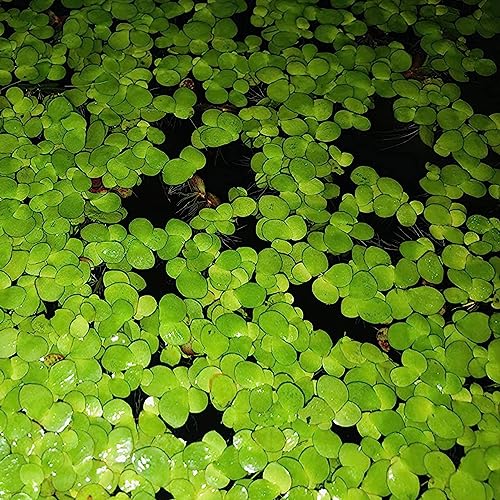 Wasserlinsen-Samen, 100 Stück/Beutel, Wasserlinsen-Samen, schwimmende Pflanzen mit hoher Keimung, seltene Aquarium-Grassämlinge für Aquarien Saatgut