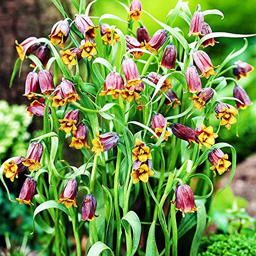 COOTO Garden 10 Stück Schachbrettblume Zwiebeln Fritilaria Meleagris Frühlingsblumen im garten Schachblumen Zwiebeln Rote Blume Uva-Vulpis