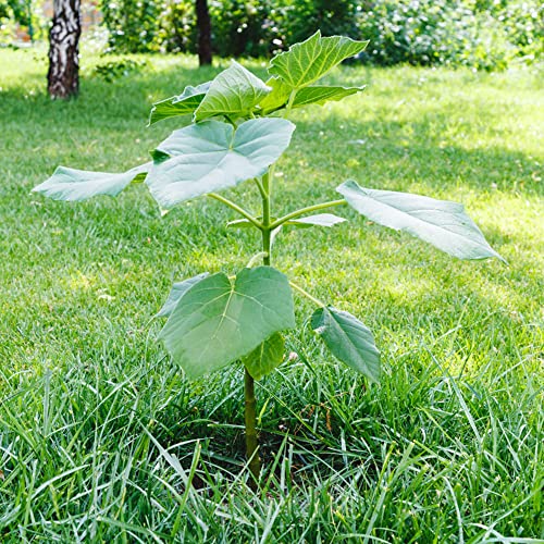 kiribaum pflanze - Paulownia samen - kiri baum baumsamen - büropflanzen pflanzen anzucht bonsai bäumchen kaufen nachhaltigkeit geschenke bio aussaat pflanzen züchten 300 Stück