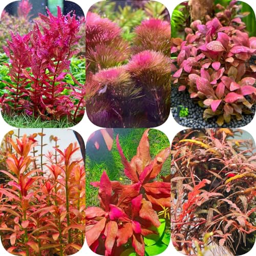 50 Pcs Wasserpflanzen Aquarium Pflanzen Samen - Teichpflanzen - Aquarium Pflanzen Samen Wasserpflanze Teichpflanze Samen, Balkonpflanzen Winterhart Grüne Deko Geschenke Für Hobbygärtner