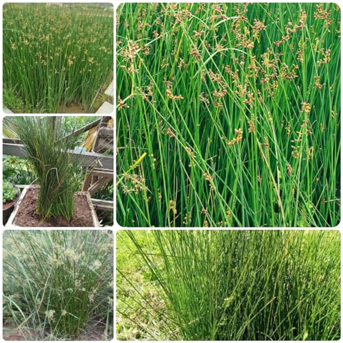 100 pcs Korkenzieherbinse samen, wasserpflanzen bonsai Flatterbinse - Juncus effusus - kräuterbeet für die küche, pflanzensamen kräuterpflanzen, gartenpflanzen heilkräuter, plants