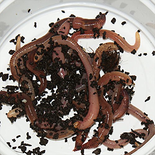 Feeders & more 15 Stück große Rotwurm Dendrobena Angelköder Kompostwürmer Angelwurm
