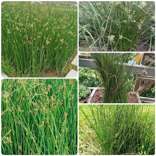 300 pcs Korkenzieherbinse samen, pflanzen samen indoor, garten-geschenke Flatterbinse - Juncus effusus - heilkräuter, plants kräutergarten küche, bodendecker samen winterhart wildkräuter