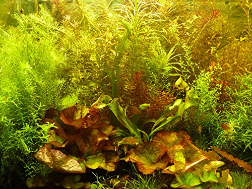 Zoomeister - 30 Aquarium-Pflanzen schnellwachsend gegen Algen + 2 Lotus-Knollen