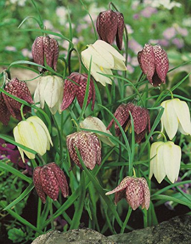 Schachbrettblumen Fritillaria Meleagris (50 Blumenzwiebeln)