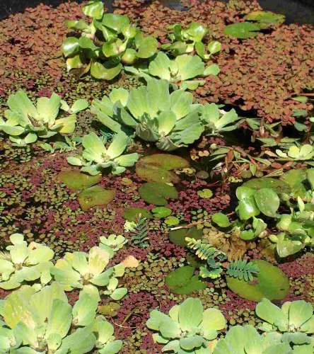 Mühlan Wasserpflanzen 20 Schwimmpflanzen 4 Sorten für Gartenteich