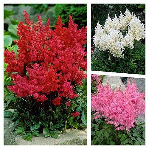 3 x Astilbe arendsii Kollektion (Winterhart/Stauden/Mehrjährig) Prachtspiere - in Rot Rosa Weiß - TOLLES FARBENSPIEL - Sehr Bienen und Insektenfreundlich - Auch perfekt für den Balkon und im Kübel