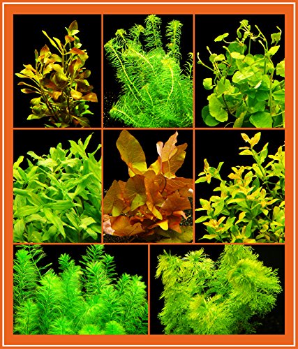 Zoomeister - Anti-Algen-Set - 40 Schnellwachsende Pflanzen + Lotus