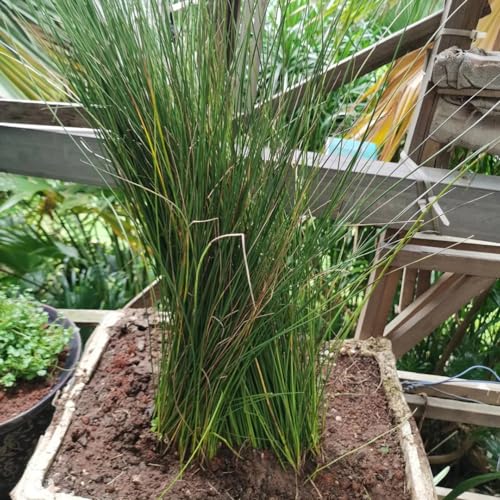 200 pcs Korkenzieherbinse samen, pflanzen samen indoor, garten-geschenke Flatterbinse - Juncus effusus - kräuterpflanzen, gartenpflanzen kräutersamen, garten heilkräuter, plants kräuterbeet