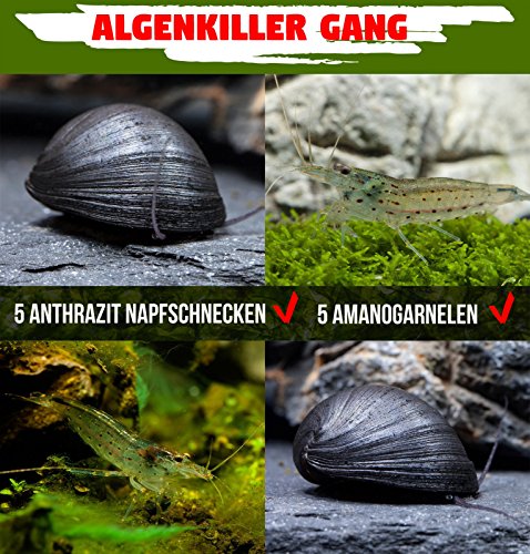 Algenkiller Gang - die unschlagbaren Algenfresser im Aquarium - 5 x Neritina pulligera & 5 x Caridina multidentata