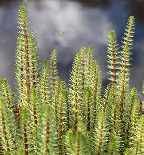 WASSERPFLANZEN WOLFF - fertig im Pflanzkorb - Hippuris vulgaris - Tannenwedel - Teichpflanze - winterhart - heimisch